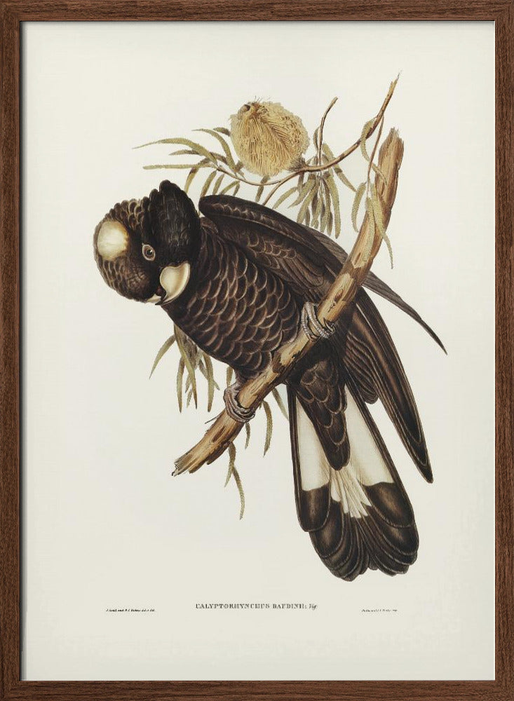 Baudin's Cockatoo Poster